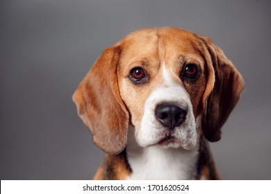 dog face close up. beagle on a gray background in the studio