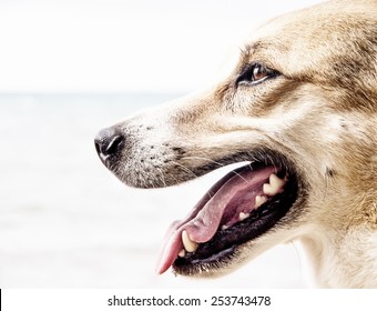 dog face, detail, close-up