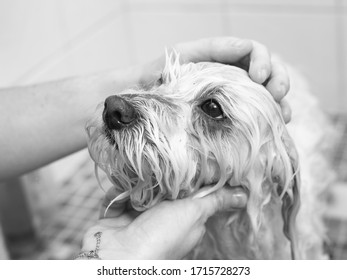 Dog face looking while bathing