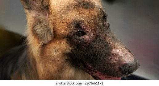 Dog Face With Rash Dermatitis From Allergy