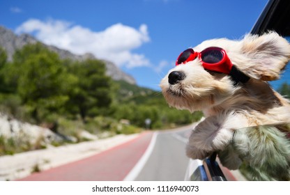 Dog Face In The Wind