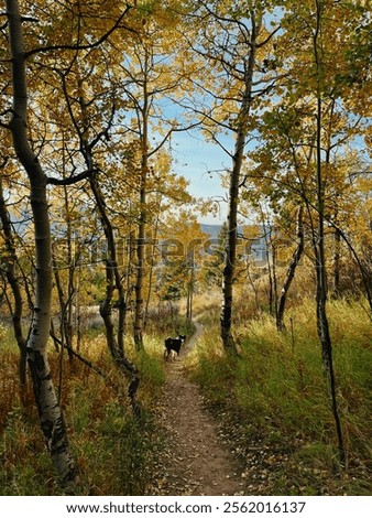 Dog in Fall Foliage 'Agfa Precisa 100'