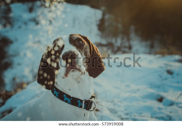 Dog Falling Snowflakes Winter Background German Stock Photo Edit