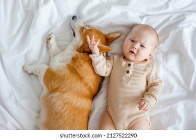 Dog In Family With Newborn. A Grumpy Infant And Ginger Corgi Pembroke Laying On A White Linen. Baby Holding Dog's Mazzle. Relationships Between Baby And Dog. Fur Allergy. Pets Are Family Members.