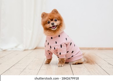 Dog in fashionable clothes. Dressed dog. Dog clothes. Pet Supplies