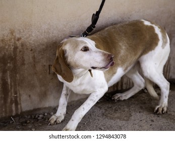 Dog With Fear And Leash, Animals And Nature