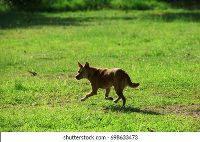 Dog Fear And Running , Scared Dog Barking On Street Full Of Dirt