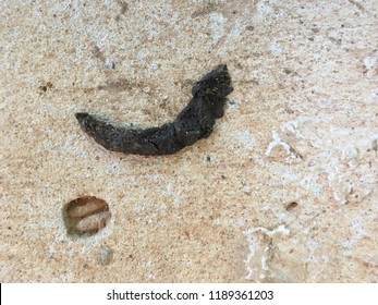 Dog Feces On Floor Stock Photo 1189361203 | Shutterstock