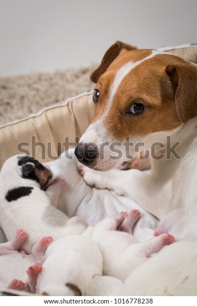 Dog Feeds Puppies Newborn Breed Jack Royalty Free Stock Image