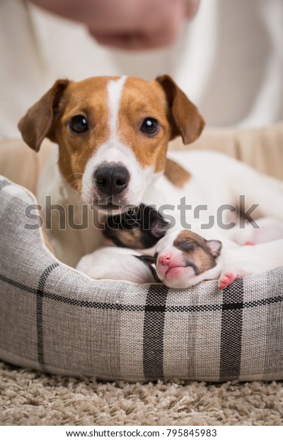 Dog Feeds Puppies Newborn Breed Jack Stock Photo Edit Now 795845983