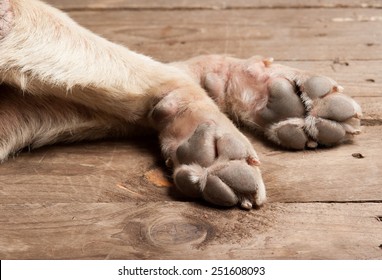 dog feet and legs on wood