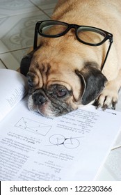 Dog Fell Asleep While Doing Her Homework