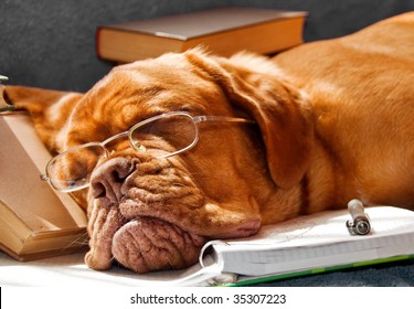 Dog Fell Asleep While Doing Her Homework