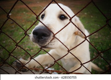 Dog In Fence