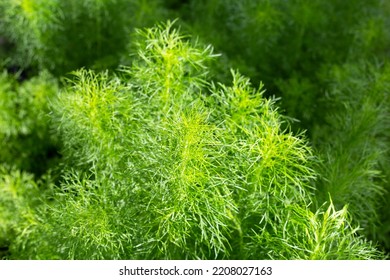 is fennel poisonous to dogs