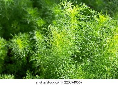 is fennel poisonous to dogs