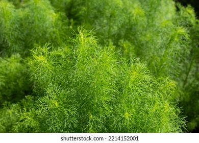 is fennel poisonous to dogs