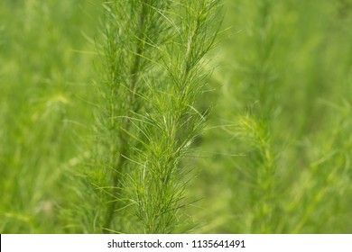 is fennel poisonous to dogs