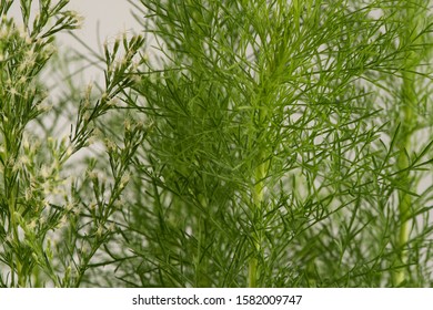 is fennel poisonous to dogs