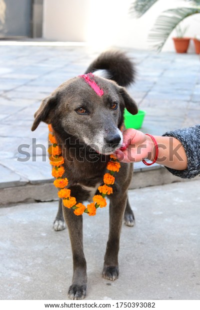 犬の祭り クールティハルネパールディワリ の写真素材 今すぐ編集