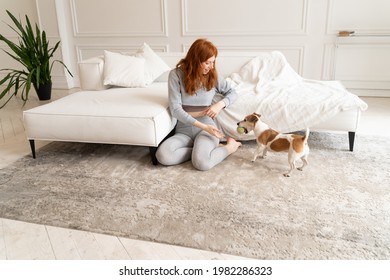 Dog fetch ball toy playing with young ginger haired girl in gray clothes. Relaxed home weekend time with pet. Sunny spacious living room with white sofa and carpet girl sits on floor. Play time mood