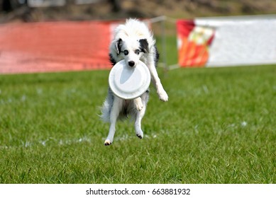 A Dog Is Fetching The Disc Golf With Enormous Speed On An Outdoor Field