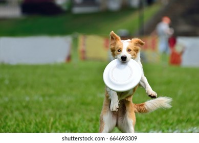 A Dog Is Fetching The Disc Golf With Enormous Speed On An Outdoor Field