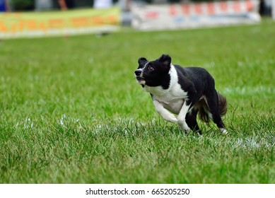 A Dog Is Fetching The Disc Golf With Enormous Speed On An Outdoor Field