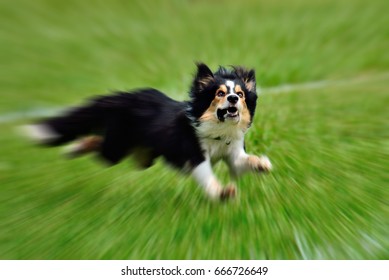 A Dog Is Fetching The Disc Golf With Enormous Speed On An Outdoor Field