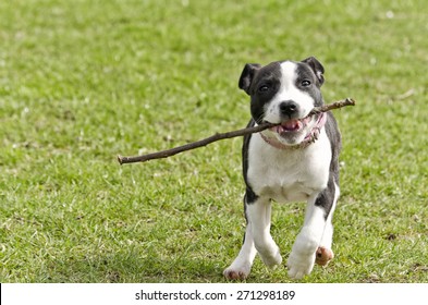 Dog Fetching Stick