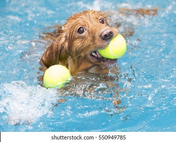 dog balls water