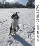 Dog fetching winter snow ball