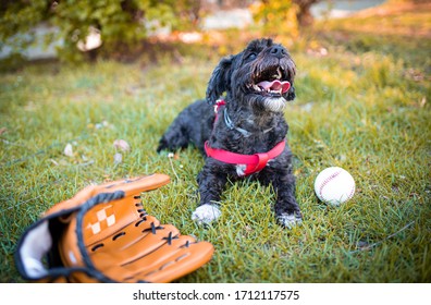 Dog In The Field. Baseball Glove On The Ground. Dog Playing With A Baseball. 