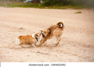 Dog fight. Attack of dogs. Corgi pembroke and mongrel. Dogs fight and play. Aggressive dog. Dog attack games