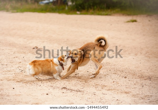 犬のけんか 犬の攻撃 コルギ ペンブロークとモングレル 犬がけんかして遊ぶ 攻撃的な犬 犬の攻撃ゲーム の写真素材 今すぐ編集