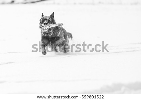 Similar – Foto Bild Bock Haustier Tiergesicht