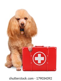 Dog With A First Aid Kit