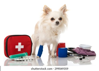 Dog With First Aid Kit