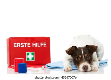 Dog With First Aid Kit
