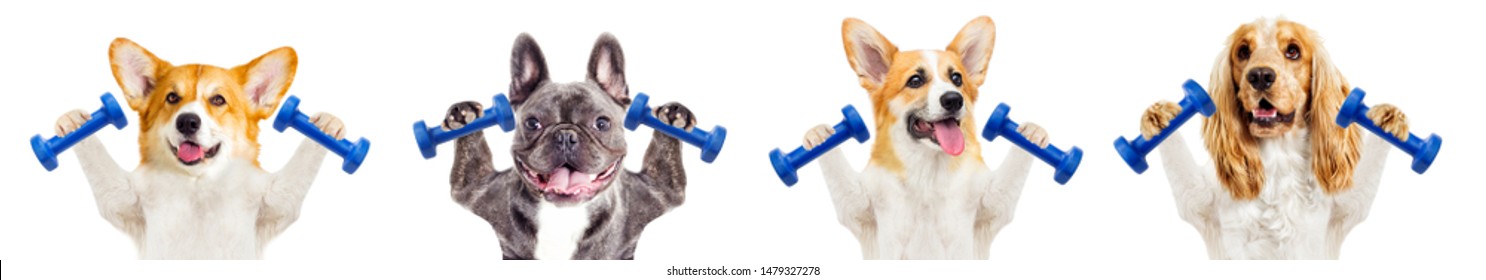 Dog Fitness Training With Dumbbells On A White Background