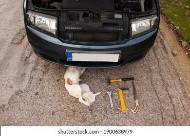 Dog Fixing The Damaged Car