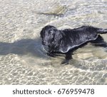 dog flat coat retriever domestic animal, dog, black, retriever, flat, flat-coated, coated, pedigreed, pedigree, canine, purebred, pet, doggy, pure-bred, splash, looking, fetch, brown, work, animal, ba