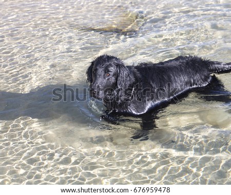 dog flat coat retriever domestic animal, dog, black, retriever, flat, flat-coated, coated, pedigreed, pedigree, canine, purebred, pet, doggy, pure-bred, splash, looking, fetch, brown, work, animal, ba