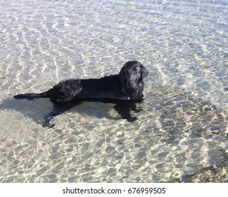 Dog Flat Coated Retriever