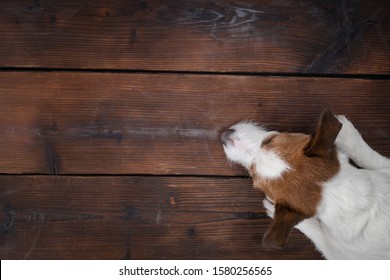 Dog Flat Lay. Sweet Pet. Jack Russell Terrier On A Wood Background.