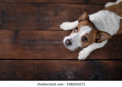 Dog Flat Lay. Sweet Pet. Jack Russell Terrier On A Wood Background.