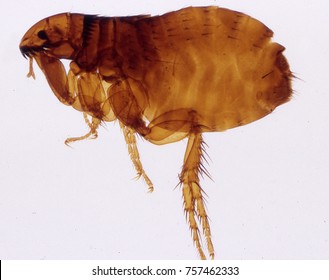 Dog Flea Ready To Jump