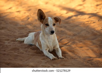 Dog With Floppy Ears