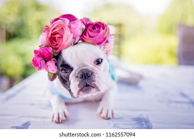 Dog In A Flower Crown