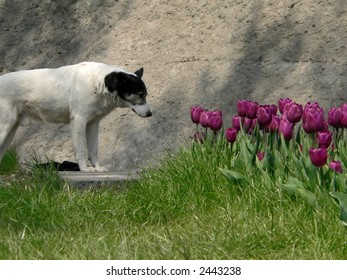 Dog And Flowerbed